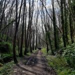 The Bluebell filled woods at Whithorn