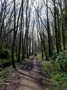 The Bluebell filled woods at Whithorn