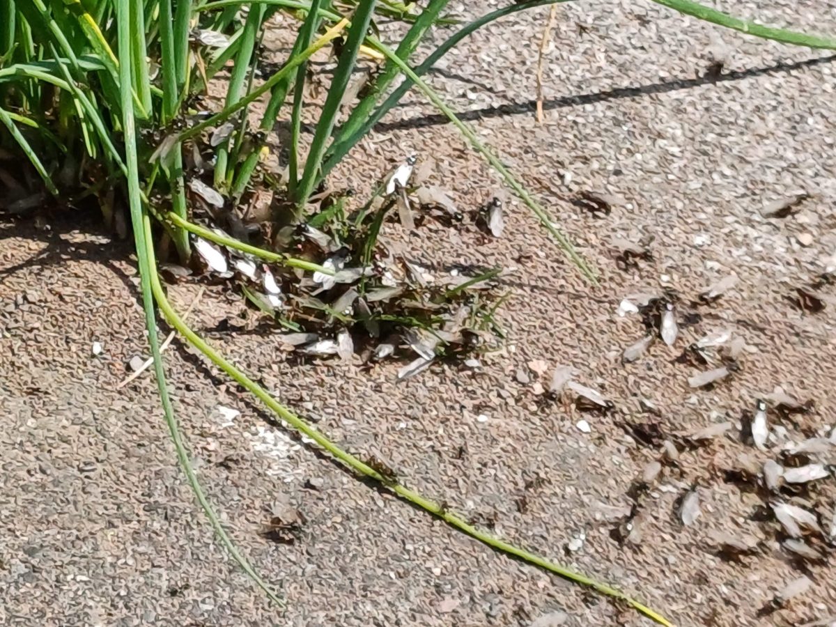 ants preparing to fly